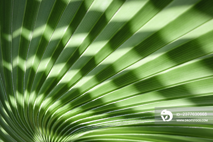 Abstract texture background.  Palm leaf. Beautiful light shadow on a large palm leaf. Tropical leaf texture. Striped  palm foliage in rain forest. Palm leaves. Sun shining on a radiating green leaf