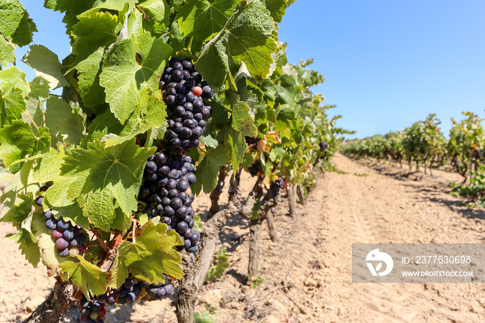 Vineyard with red wine grapes near a winery along wine road in late summer before harvest, Spain Europe