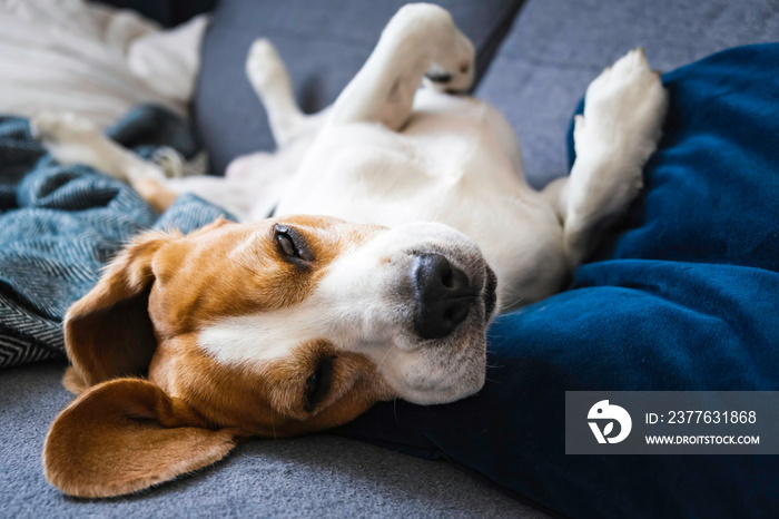 Funny Beagle dog tired sleeps on a couch on his back