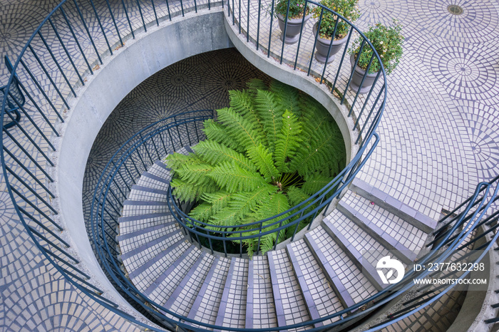 Large fern growing at the base of a spiral staircase, Embarcadero Center, San Francisco