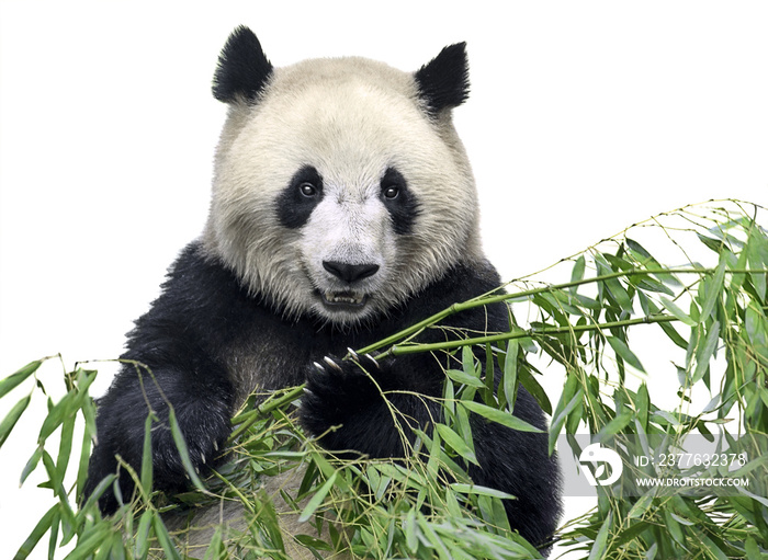 Isolated panda. Big panda bear holding a bunch of bamboo branches with leaves isolated on white background