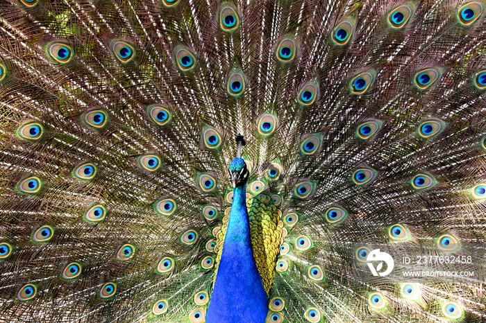 Eyespots on peafowl plumage