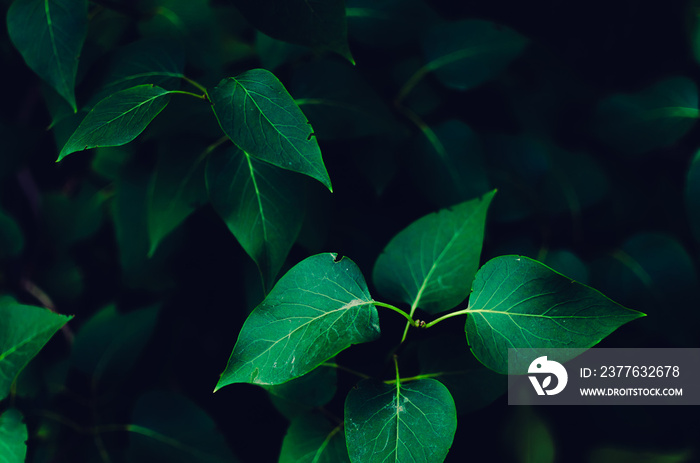 Background of green foliage, nature and jungle.