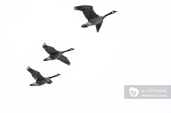 A flock of Canada Geese isolated on white suitable for compositing