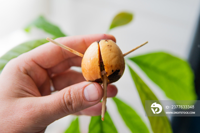 sprouted avocado stone in a man’s hand