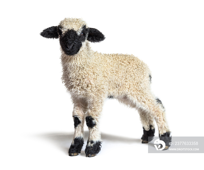 Profile of a lovely Lamb Valais Blacknose sheep three weeks old