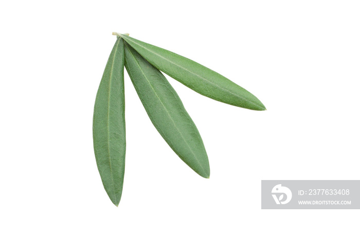 Fresh olive branch leaves isolated on white background