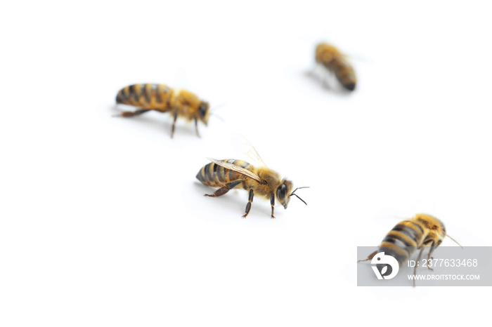 Honey bees on white background