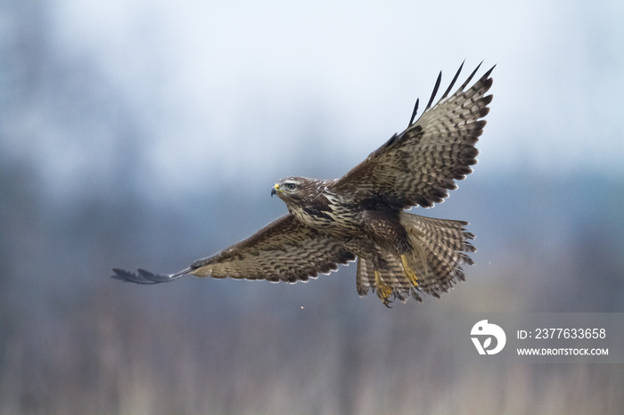 landing Common buzzard Buteo buteo in the fields in winter snow, buzzards in natural habitat, hawk bird on the ground, predatory bird close up winter bird