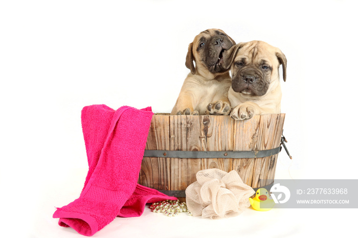 funny puppies in wooden basin take a bath isolated on white