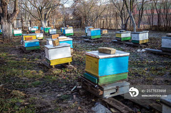 Control hive standing on scales. Control flow of feed in hive by weighing. Control of feed in hive with honey bees in winter.