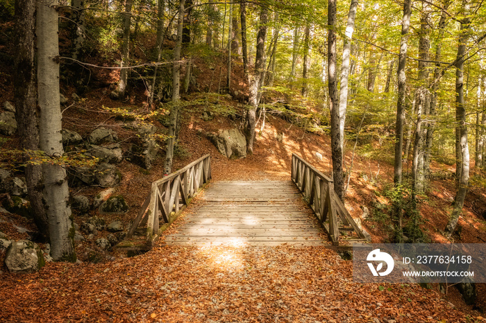 A wooden bridge crosses a stream on the GR20 trail through the forest of Vizzavona in Corsica