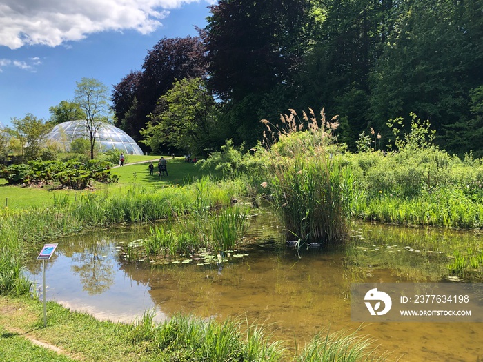 Pond or Teich - Botanical Garden of the University of Zurich or Botanischer Garten der Universitaet Zuerich, Switzerland