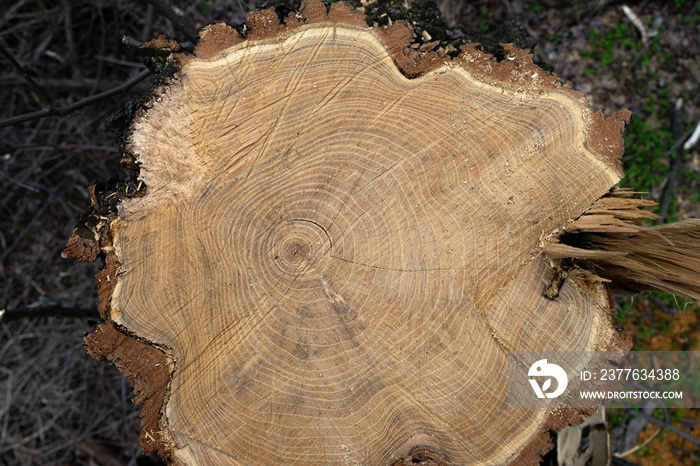 Felling of a tree trunk. Tree rings