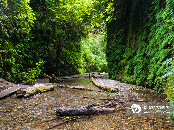 Fern Canyon in Redwood National Park