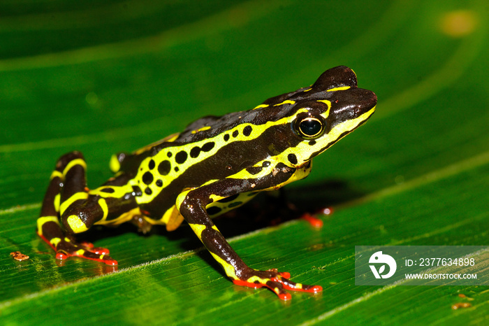 Atelopus frog from yasuni, national park,