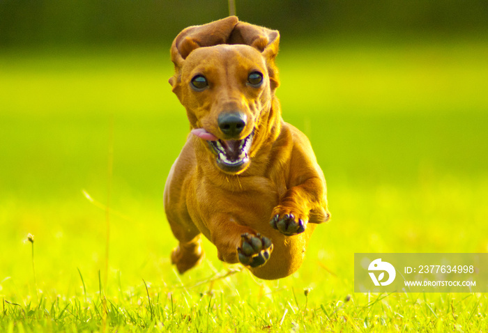 Miniature Dachshund Exercise