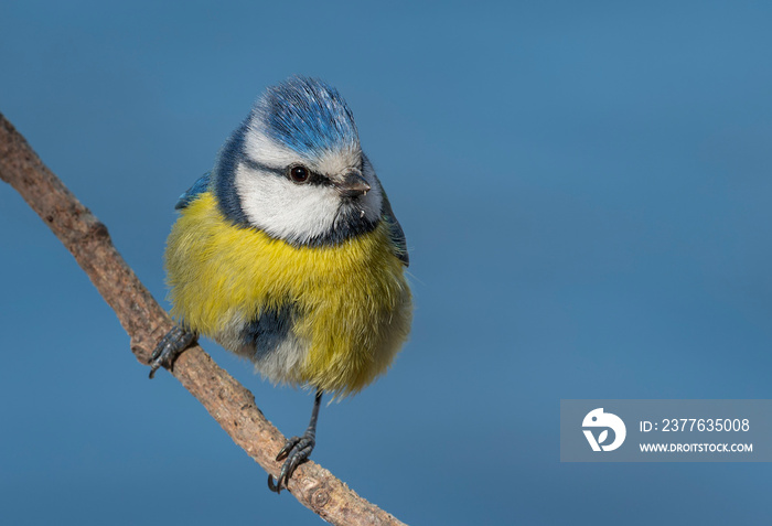 yellow wagtail on a branch