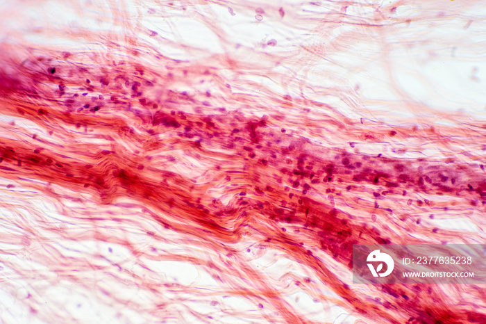 Areolar connective tissue under the microscope view.