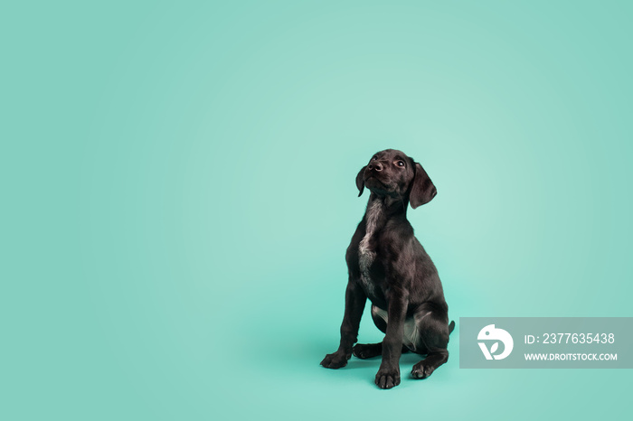 Adorable Black Puppy with White Space on Colored Blue Background