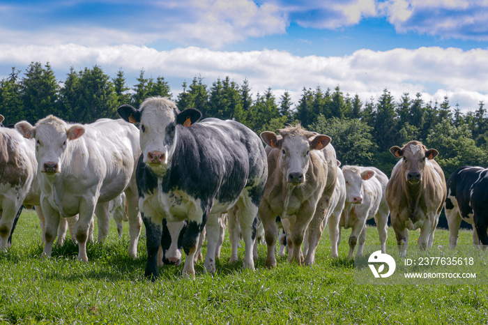 Black and white cows of the belgian white blue breed on a meadow in the Belgian Ardennes