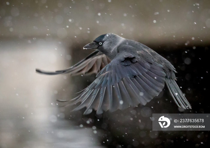 flying jackdaw crow in heavy snowfall