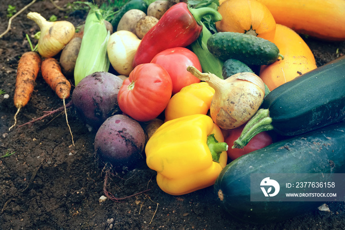 A set of fresh vegetables on the background of the soil close-up. Pile of Vegetables on ground - vegetable marrow, carrots, onions, peppers, cucumber, tomato, corn, beets, potatoes.