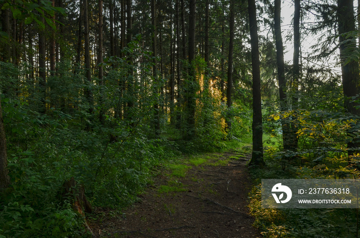 shady path in summer forest