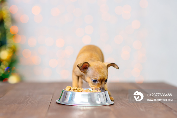 Small red toy terrier puppy eat food from a large iron bowl on the background of lights