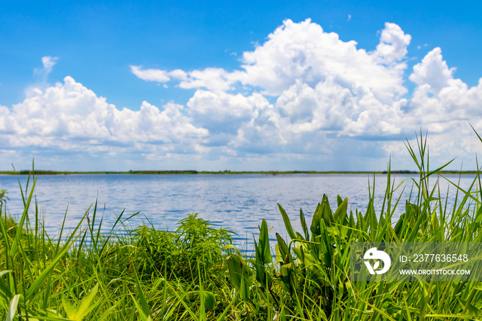 Lake shore in Florida