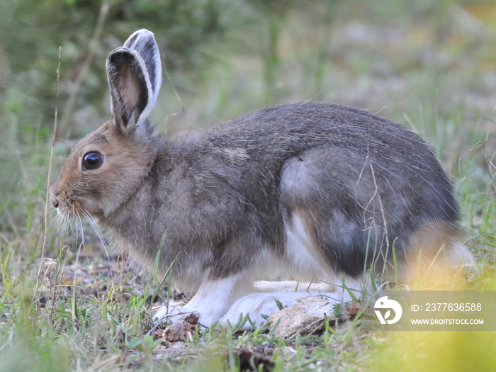 Snow hare  in summer in the Rocky Mountain National Park near Estes Park in Colorado