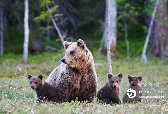 Mummy bear and her three little puppies