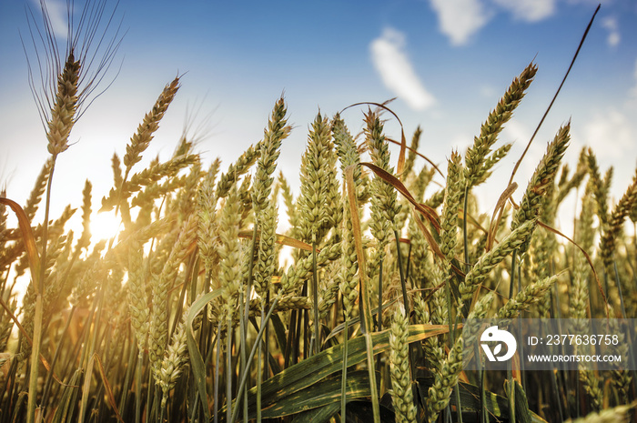 Close up nature photo Idea of a rich harvest wheat field