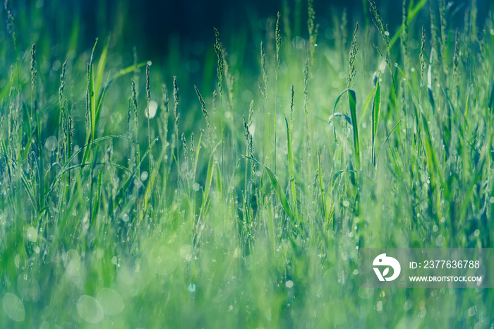 Morning dew on the grass