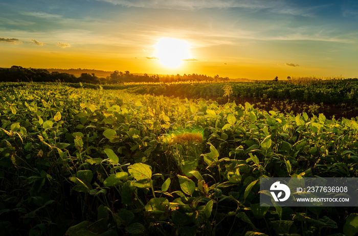 Green field of soy