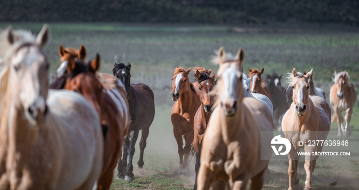 Colorful ranch horse herd in North West Colorado being rounded up and brought in for the summer