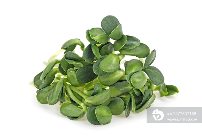 Fresh sunflower sprouts on a white background. Microgreens. Concept of healthy eating.