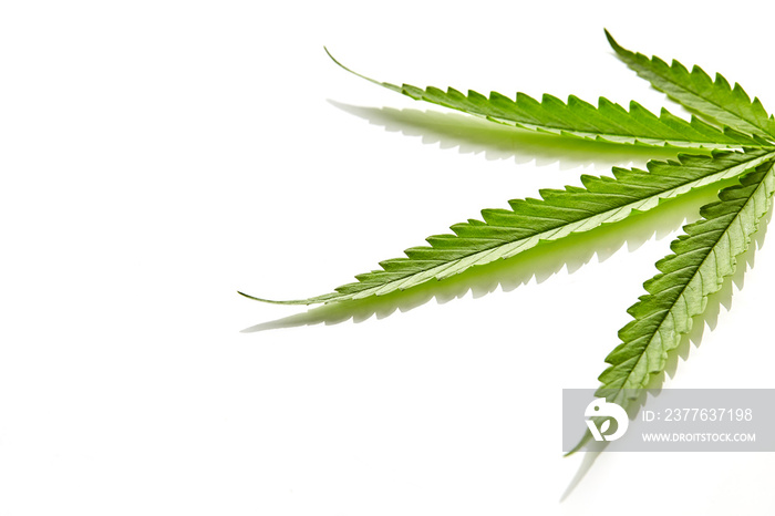 Cannabis fan leaf on white background