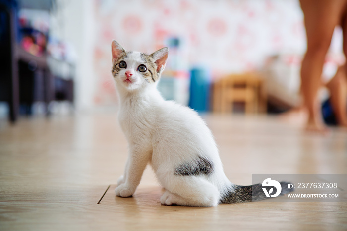 Portrait of shorthair white and grey small kitten.