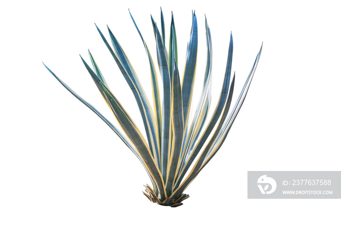 Agave plant isolated on white background. clipping path. Agave p