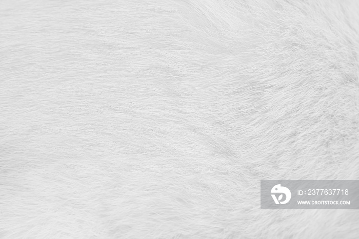 Cat fur skin , animal short smooth patterns nature texture white gray background