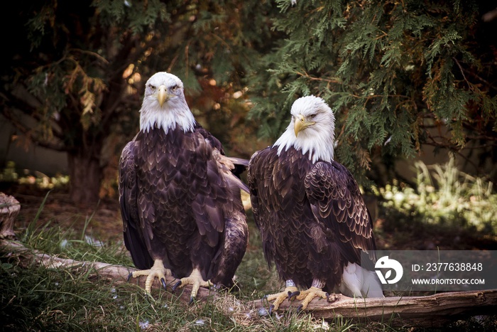 Closeup of two bald eagles sitting near each other with a natural background