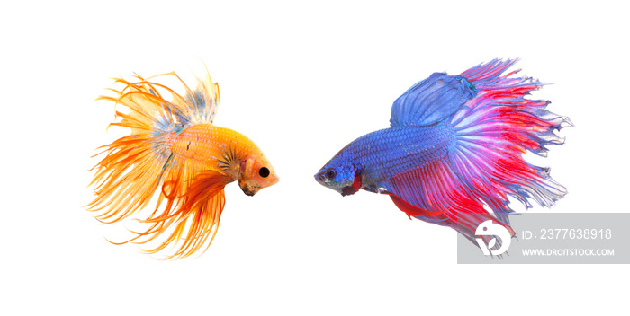 Siamese fighting fish (Betta splendens)