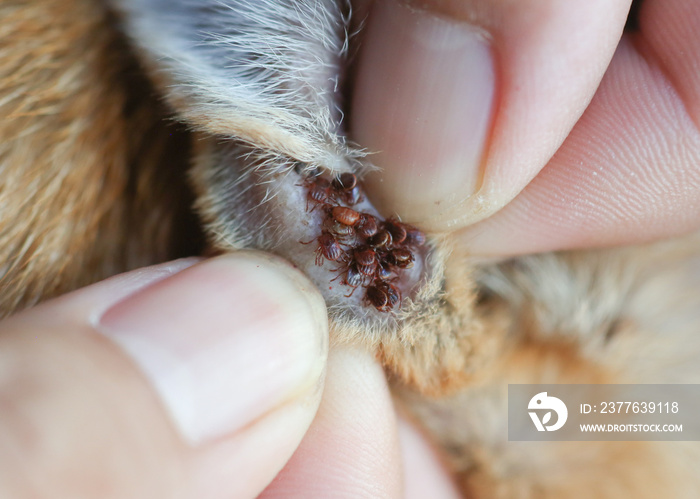 Ticks are parasites that bite the mouth and suck the blood of animals and humans as food in a dog’s ears.