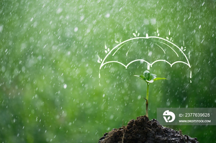 Umbrella protects the sapling from rain