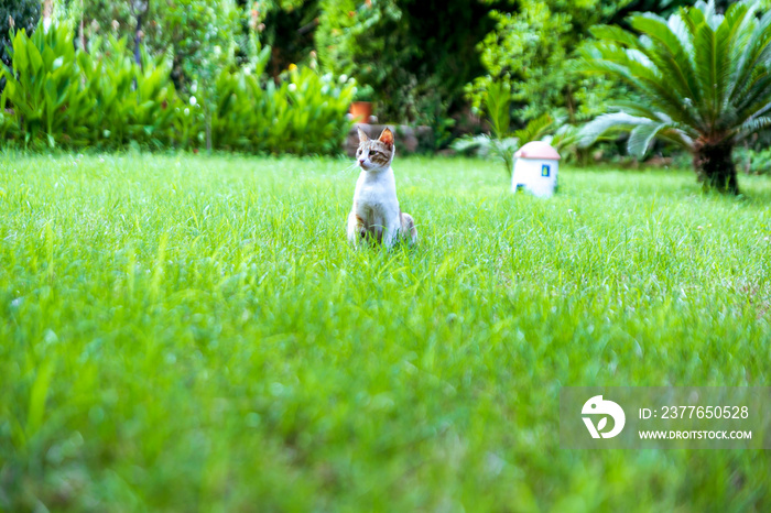 cute cat in the green grass