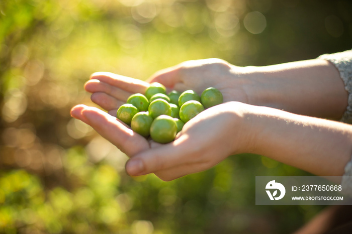 Handful of fresh green plums on outdoor.