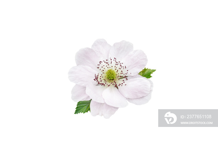 Blackberry flower and leaves isolated on white