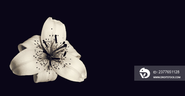 Sympathy card with white lily flower isolated on black background with copy space