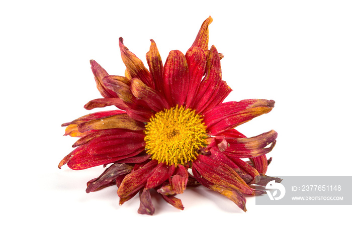 faded chrysanthemum flower on white background